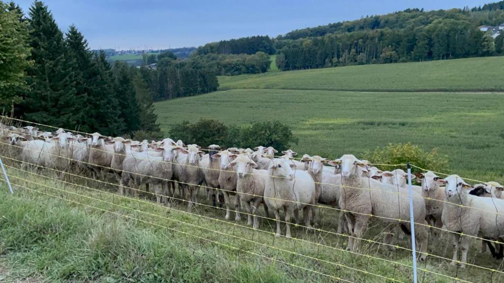Deine-Eifel-Ferienwohnung Feusdorf Eksteriør billede